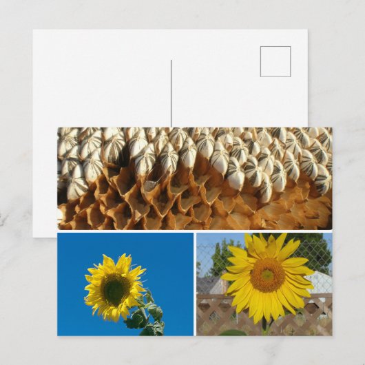 Postcard - Sunflowers ポストカード (正面/裏面)
