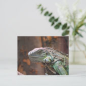 Postcard with colourful Iguana lizard ポストカード (スタンド正面)