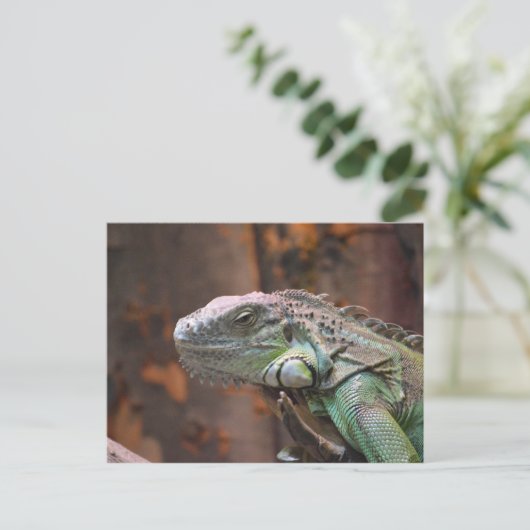 Postcard with colourful Iguana lizard ポストカード (スタンド正面)