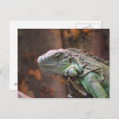 Postcard with colourful Iguana lizard ポストカード (正面/裏面)