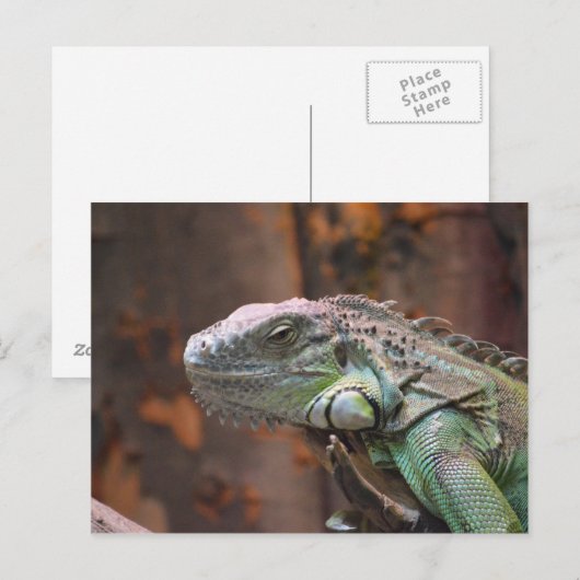 Postcard with colourful Iguana lizard ポストカード (正面/裏面)