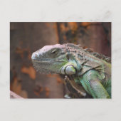 Postcard with colourful Iguana lizard ポストカード (正面)