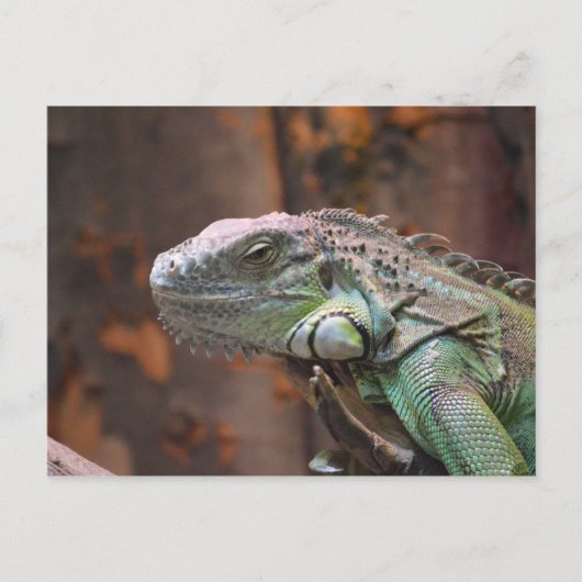 Postcard with colourful Iguana lizard ポストカード (正面)
