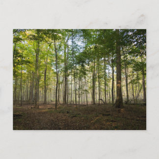 Postcards of Nature Images ポストカード