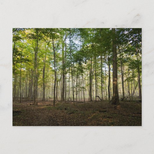 Postcards of Nature Images ポストカード (正面)