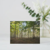 Postcards of Nature Images ポストカード (スタンド正面)