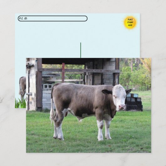 Postcrossing - この雄牛は本気だ ポストカード (正面/裏面)