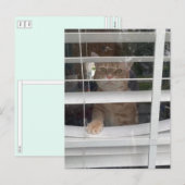 Postcrossing - どこにいるの？ママねこ ポストカード (正面/裏面)