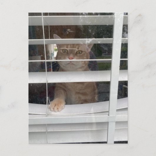 Postcrossing - どこにいるの？ママねこ ポストカード (正面)