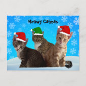 Postcrossing – アニー、タズ、ティト – 猫のクリスマス シーズンポストカード (正面)