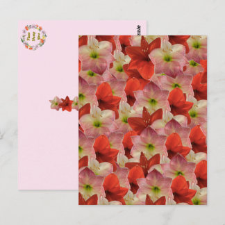 Postcrossing – アマリリスフローラ葉書 ポストカード