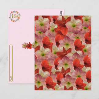 Postcrossing – アマリリスフローラ葉書 ポストカード