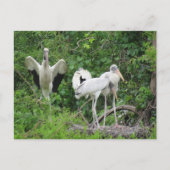 POSTCROSSING - アメリカ・コウノトリの家族 ポストカード (正面)