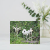POSTCROSSING - アメリカ・コウノトリの家族 ポストカード (スタンド正面)