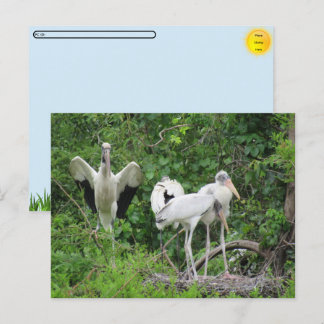 POSTCROSSING - アメリカ・コウノトリの家族 ポストカード