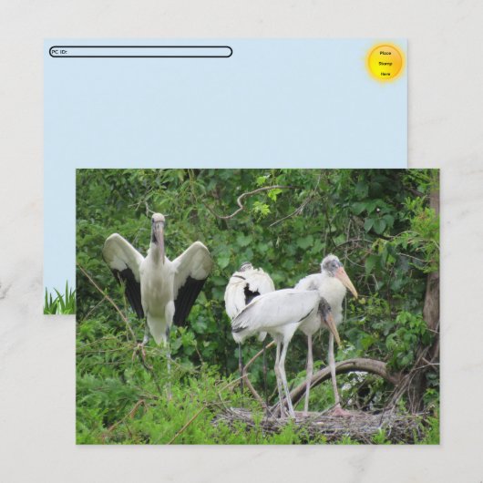POSTCROSSING - アメリカ・コウノトリの家族 ポストカード (正面/裏面)