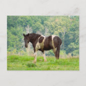Postcrossing – アメリ絵を描カルの馬 ポストカード (正面)