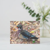 Postcrossing - ウッドダック ポストカード (スタンド正面)