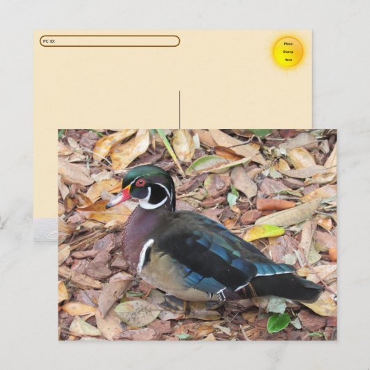 Postcrossing - ウッドダック ポストカード (正面/裏面)