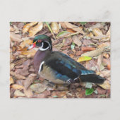 Postcrossing - ウッドダック ポストカード (正面)