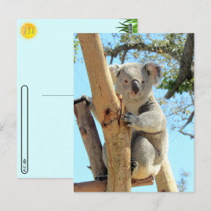 Postcrossing – コアラの写真 ポストカード