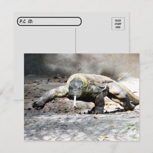 Postcrossing – コモドドラゴン来ズ・フォー・ユー ポストカード (正面/裏面)