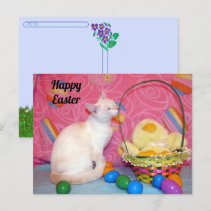 Postcrossing – ティファニーのイースターバスケット=猫 ポストカード