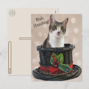 Postcrossing - バフハンバグ・ティト・ザ・キャット ポストカード