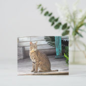 Postcrossing – フロリダボブキャットの写真 ポストカード (スタンド正面)