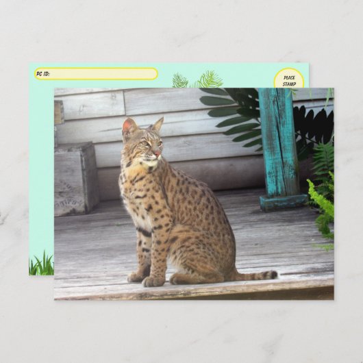 Postcrossing – フロリダボブキャットの写真 ポストカード (正面/裏面)