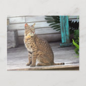 Postcrossing – フロリダボブキャットの写真 ポストカード (正面)