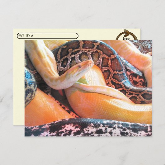 Postcrossing – ヘビ葉書の伝書 ポストカード (正面/裏面)