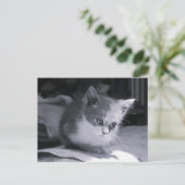 Postcrossing -ボブ考えイン- Black & White Cat ポストカード (スタンド正面)