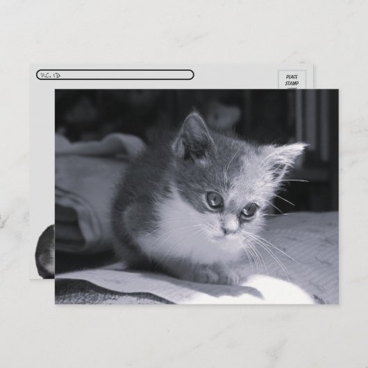 Postcrossing -ボブ考えイン- Black & White Cat ポストカード (正面/裏面)