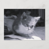 Postcrossing -ボブ考えイン- Black & White Cat ポストカード (正面)