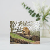 Postcrossing – ライオンのローリングポストカードの写真 ポストカード (スタンド正面)