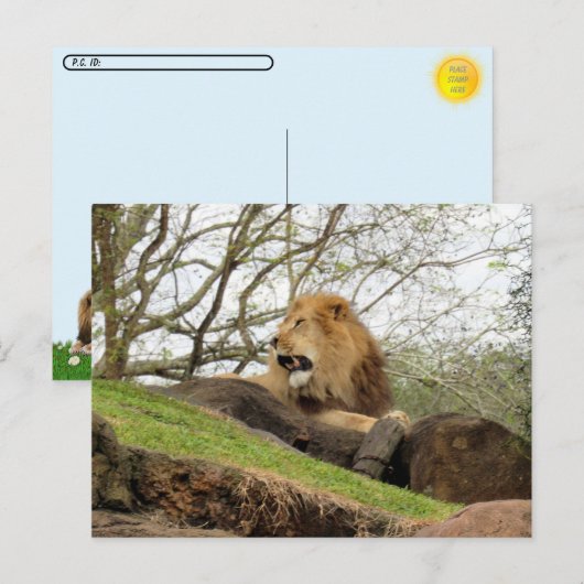 Postcrossing – ライオンのローリングポストカードの写真 ポストカード (正面/裏面)
