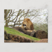 Postcrossing – ライオンのローリングポストカードの写真 ポストカード (正面)