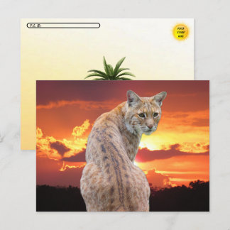 Postcrossing - 壮大なサンセットとフロリダボブキャット ポストカード