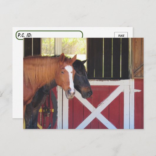 Postcrossing – 安定はがき付きの馬 ポストカード (正面/裏面)