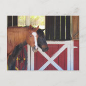 Postcrossing – 安定はがき付きの馬 ポストカード (正面)