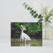 Postcrossing - 素晴らし Blue Heron's Lunch ポストカード (スタンド正面)