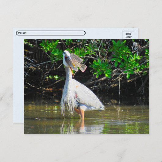 Postcrossing - 素晴らし Blue Heron's Lunch ポストカード (正面/裏面)