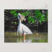 Postcrossing - 素晴らし Blue Heron's Lunch ポストカード (正面)