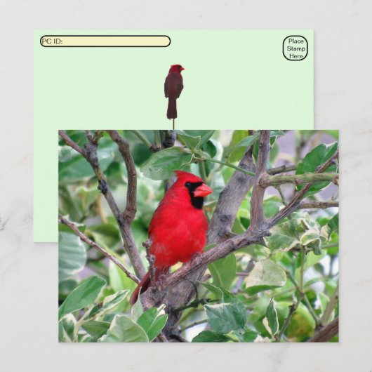 Postcrossing -雄のカーディナルバードウォッチングポストカード シーズンポストカード (正面/裏面)