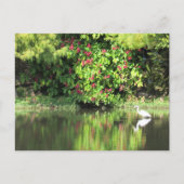 Postcrossing:  A Great Egret Fishing in the Swamp シーズンポストカード (正面)