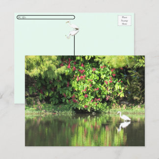 Postcrossing:  A Great Egret Fishing in the Swamp シーズンポストカード