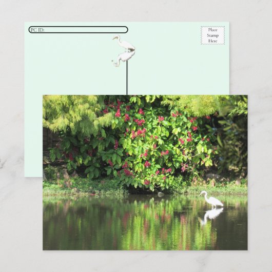 Postcrossing:  A Great Egret Fishing in the Swamp シーズンポストカード (正面/裏面)