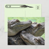 Postcrossing - Aligatorパーティーはがき ポストカード (正面/裏面)