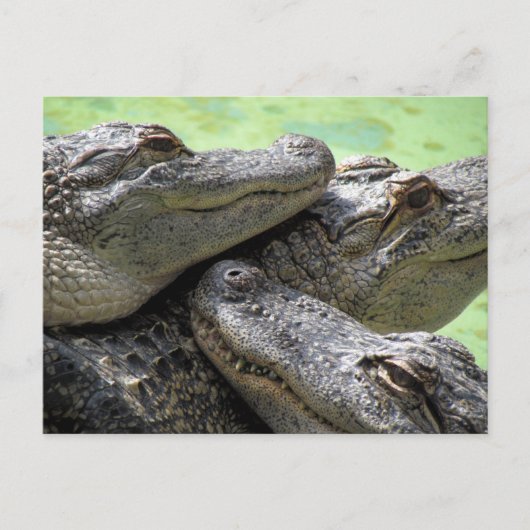 Postcrossing - Aligatorパーティーはがき ポストカード (正面)